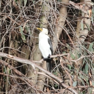 Microcarbo melanoleucos at Albury - 2 Dec 2023