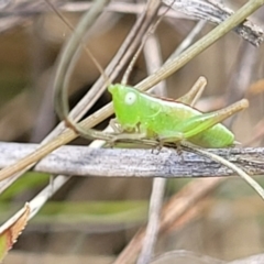 Conocephalus semivittatus at Kuringa Woodlands - 3 Dec 2023