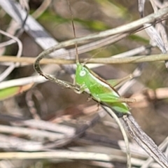 Conocephalus semivittatus at Kuringa Woodlands - 3 Dec 2023 12:57 PM