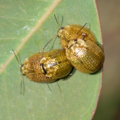 Paropsisterna cloelia (Eucalyptus variegated beetle) at Belconnen, ACT - 2 Dec 2023 by AlisonMilton