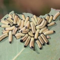 Paropsisterna cloelia at Belconnen, ACT - 3 Dec 2023