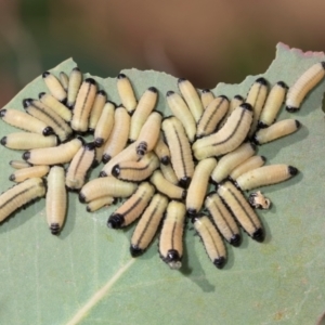 Paropsisterna cloelia at Belconnen, ACT - 3 Dec 2023