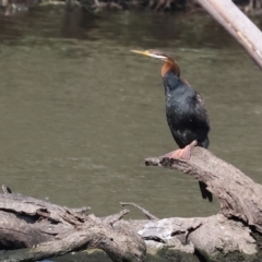 Anhinga novaehollandiae (Australasian Darter) at Albury - 1 Dec 2023 by KylieWaldon