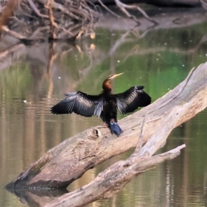 Anhinga novaehollandiae at Albury - 2 Dec 2023