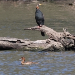 Anhinga novaehollandiae at Albury - 2 Dec 2023