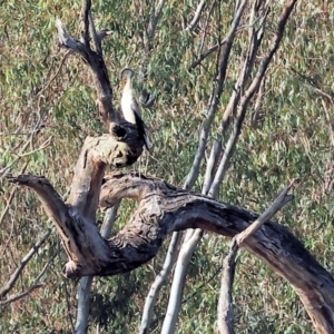 Anhinga novaehollandiae at Albury - 2 Dec 2023