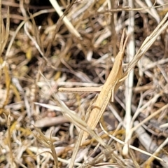 Acrida conica at Kuringa Woodlands - 3 Dec 2023