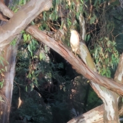 Nycticorax caledonicus (Nankeen Night-Heron) at Wonga Wetlands - 1 Dec 2023 by KylieWaldon