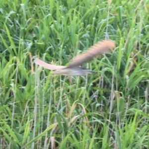 Nycticorax caledonicus at Wonga Wetlands - 2 Dec 2023 06:01 AM