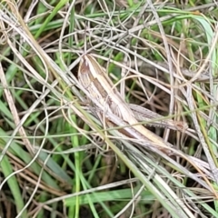 Macrotona australis (Common Macrotona Grasshopper) at Fraser, ACT - 3 Dec 2023 by trevorpreston