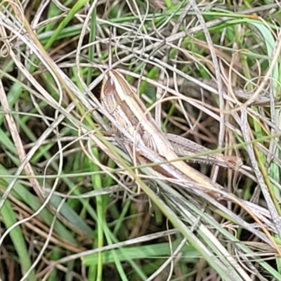 Macrotona australis (Common Macrotona Grasshopper) at Kuringa Woodlands - 3 Dec 2023 by trevorpreston