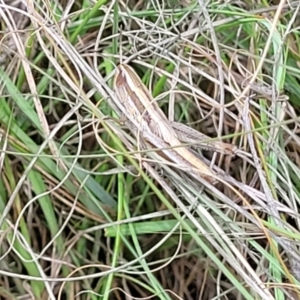 Macrotona australis at Kuringa Woodlands - 3 Dec 2023 12:55 PM