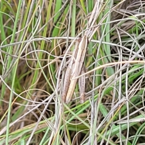 Macrotona australis at Kuringa Woodlands - 3 Dec 2023 12:55 PM