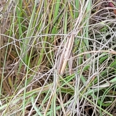 Macrotona australis at Kuringa Woodlands - 3 Dec 2023