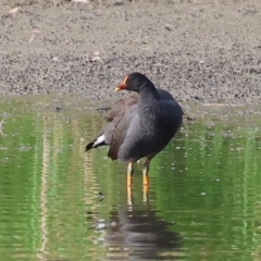 Gallinula tenebrosa (Dusky Moorhen) at Wonga Wetlands - 1 Dec 2023 by KylieWaldon