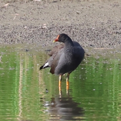 Gallinula tenebrosa (Dusky Moorhen) at Splitters Creek, NSW - 1 Dec 2023 by KylieWaldon