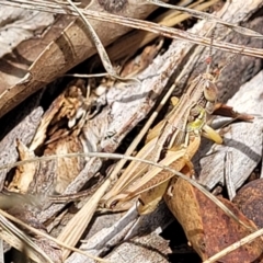 Praxibulus sp. (genus) (A grasshopper) at Fraser, ACT - 3 Dec 2023 by trevorpreston