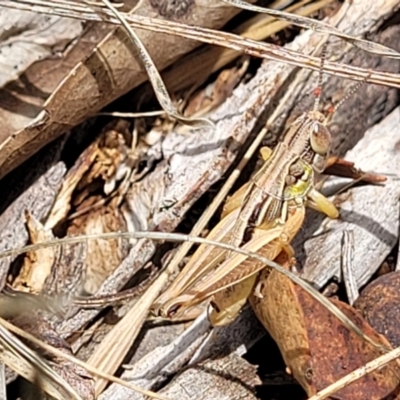 Praxibulus sp. (genus) (A grasshopper) at Kuringa Woodlands - 3 Dec 2023 by trevorpreston