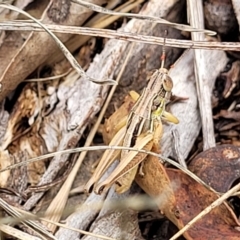 Praxibulus sp. (genus) at Kuringa Woodlands - 3 Dec 2023