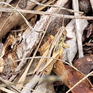 Praxibulus sp. (genus) at Kuringa Woodlands - 3 Dec 2023