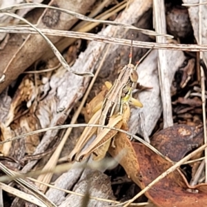 Praxibulus sp. (genus) at Kuringa Woodlands - 3 Dec 2023