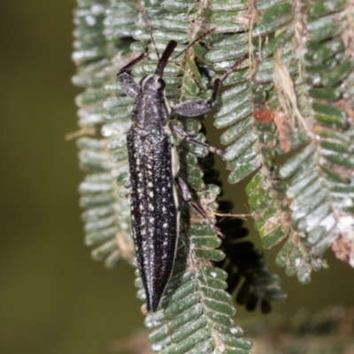 Rhinotia sp. in semipunctata group (A belid weevil) at Belconnen, ACT - 2 Dec 2023 by AlisonMilton