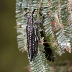 Rhinotia sp. in semipunctata group at Mount Painter - 3 Dec 2023