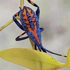 Amorbus sp. (genus) (Eucalyptus Tip bug) at Fraser, ACT - 3 Dec 2023 by trevorpreston