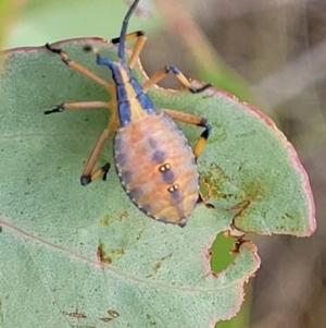 Amorbus sp. (genus) at Kuringa Woodlands - 3 Dec 2023