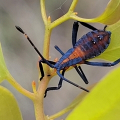 Amorbus sp. (genus) at Kuringa Woodlands - 3 Dec 2023