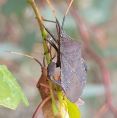 Amorbus sp. (genus) at Kuringa Woodlands - 3 Dec 2023