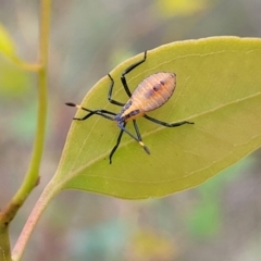 Amorbus sp. (genus) at Kuringa Woodlands - 3 Dec 2023