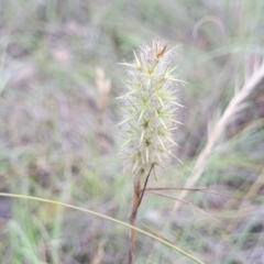 Trifolium angustifolium (Narrowleaf Clover) at Fraser, ACT - 3 Dec 2023 by trevorpreston