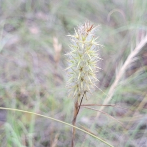 Trifolium angustifolium at Kuringa Woodlands - 3 Dec 2023 12:47 PM