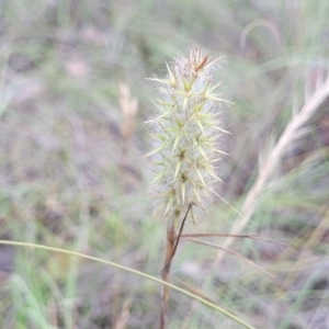 Trifolium angustifolium at Kuringa Woodlands - 3 Dec 2023