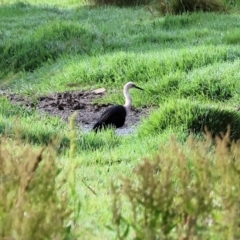 Ardea pacifica (White-necked Heron) at Wonga Wetlands - 1 Dec 2023 by KylieWaldon