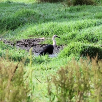 Ardea pacifica (White-necked Heron) at Splitters Creek, NSW - 1 Dec 2023 by KylieWaldon