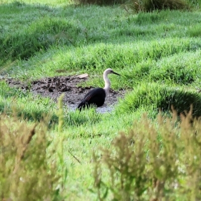 Ardea pacifica (White-necked Heron) at Wonga Wetlands - 2 Dec 2023 by KylieWaldon