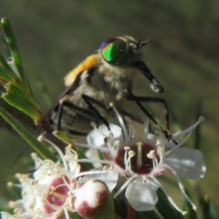 Scaptia (Scaptia) auriflua (A flower-feeding march fly) at Block 402 - 2 Dec 2023 by Christine