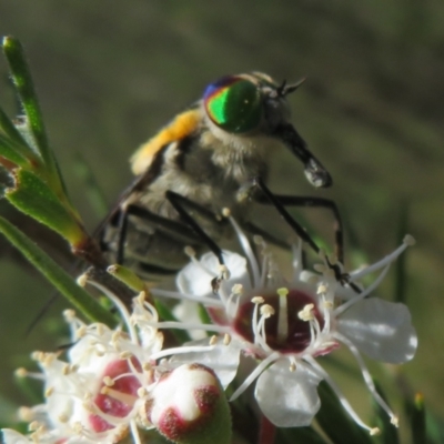 Scaptia (Scaptia) auriflua (A flower-feeding march fly) at Denman Prospect, ACT - 2 Dec 2023 by Christine