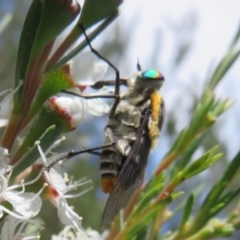 Scaptia (Scaptia) auriflua at Block 402 - 2 Dec 2023