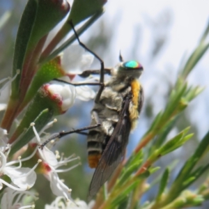 Scaptia (Scaptia) auriflua at Block 402 - 2 Dec 2023