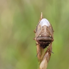 Eysarcoris sp. (genus) (A stink bug) at Fraser, ACT - 3 Dec 2023 by trevorpreston