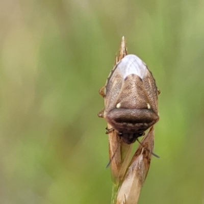 Eysarcoris sp. (genus) (A stink bug) at Kuringa Woodlands - 3 Dec 2023 by trevorpreston