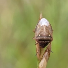 Eysarcoris sp. (genus) (A stink bug) at Kuringa Woodlands - 3 Dec 2023 by trevorpreston