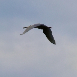 Platalea regia at Wonga Wetlands - 2 Dec 2023