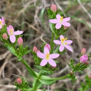 Centaurium erythraea at Kuringa Woodlands - 3 Dec 2023