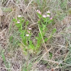 Centaurium erythraea at Kuringa Woodlands - 3 Dec 2023