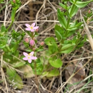 Centaurium erythraea at Kuringa Woodlands - 3 Dec 2023