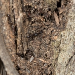 Papyrius sp. (genus) (A Coconut Ant) at Belconnen, ACT - 3 Dec 2023 by AlisonMilton